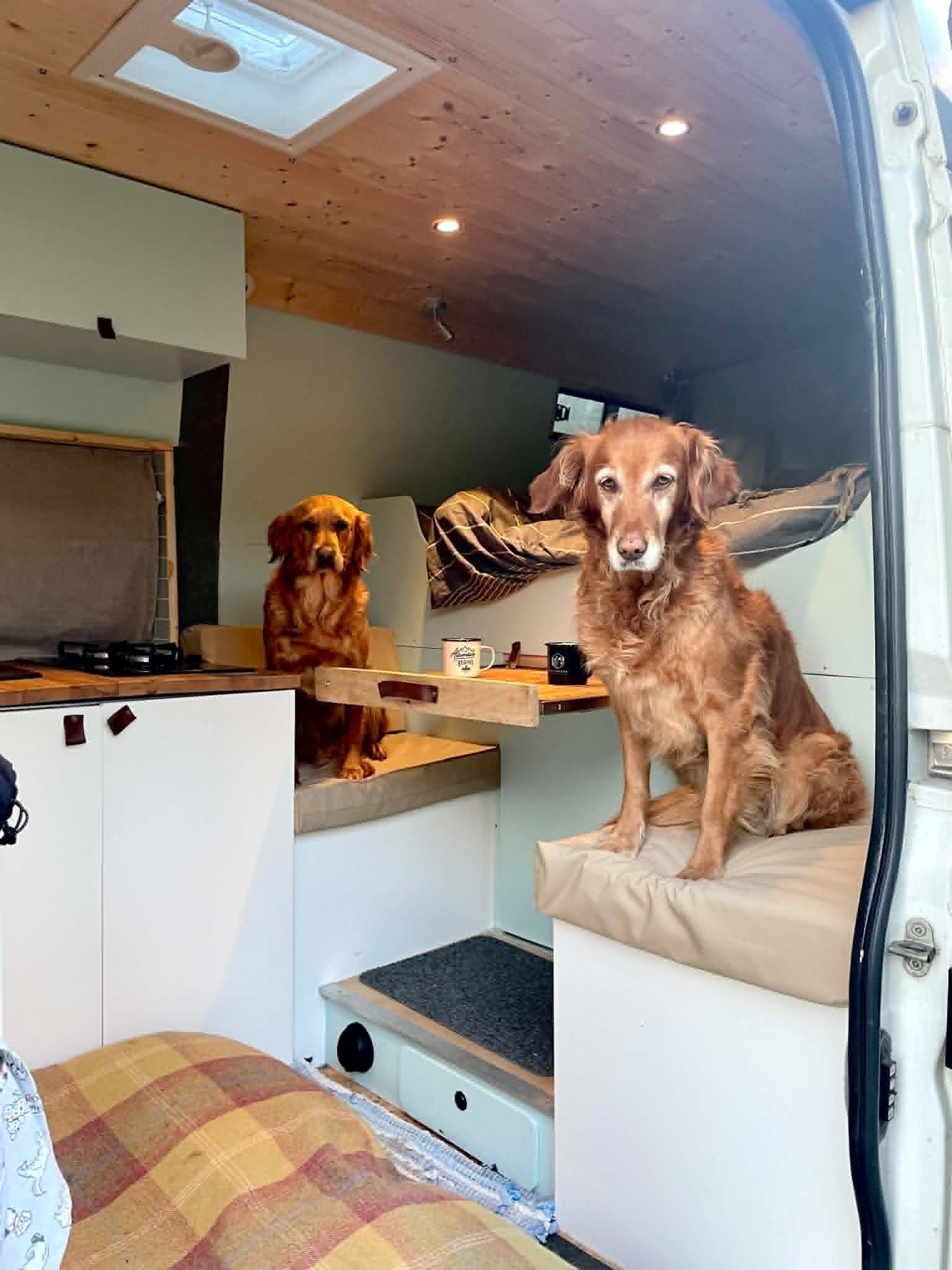 Will and Issy's two dogs sitting inside the campervan, in the timber-lined living area